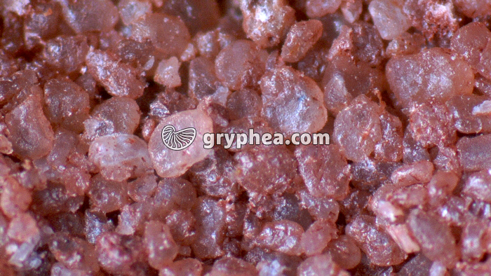 Grès rose vue macroscopique x8  - gryphea.com